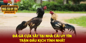 Đá Gà Cựa Sắt