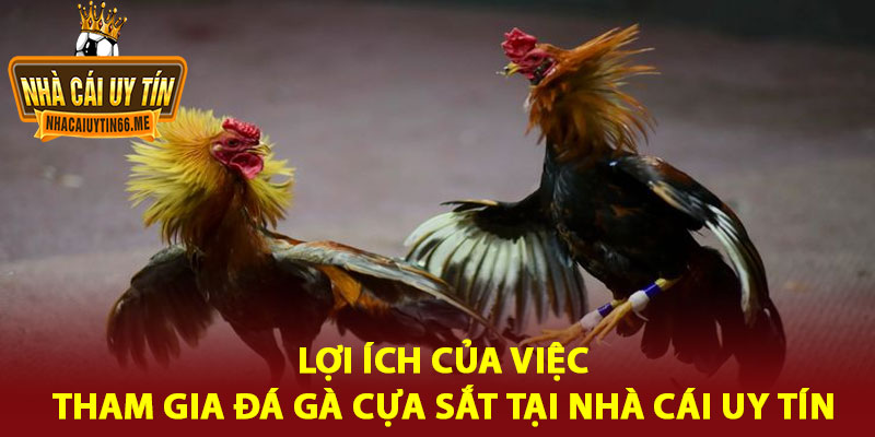 đá gà cựa sắt