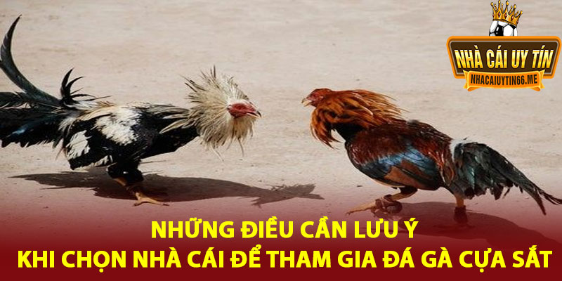 đá gà cựa sắt