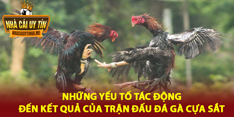 đá gà cựa sắt